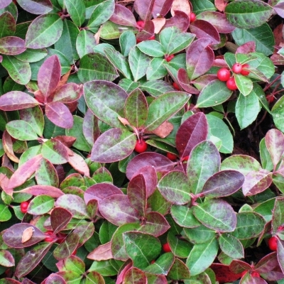 GAULTHERIA