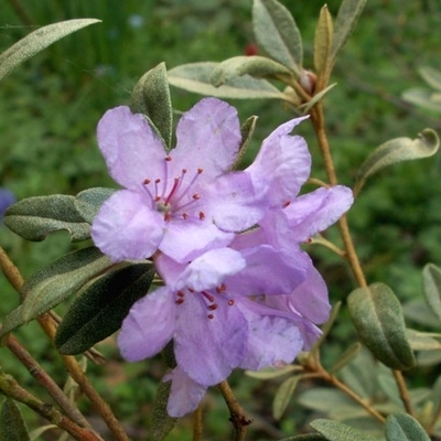 Rhododendron hippophaeoïdes