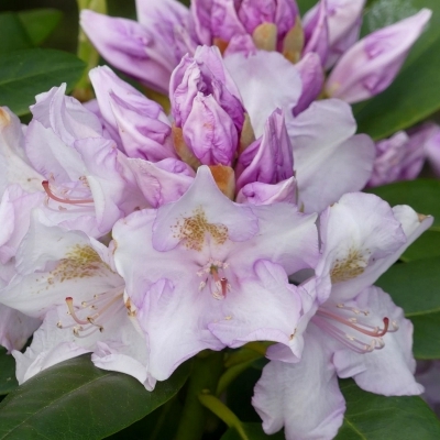 Rhododendron hybride Album Novum