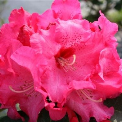 Rhododendron hybride Fenbeyum