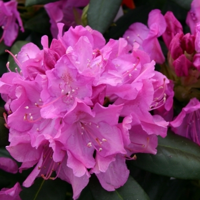 Rhododendron hybride Roseum Elegans