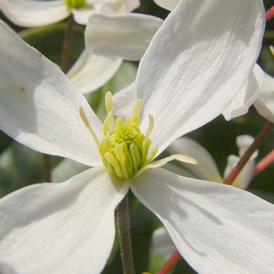 CLEMATIS  / Clématite