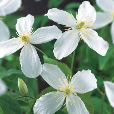 Clématite des montagnes Grandiflora