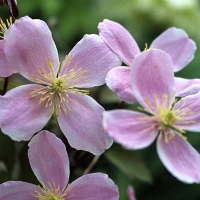 Clématite des montagnes Tetrarose