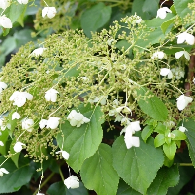 Hortensia grimpant