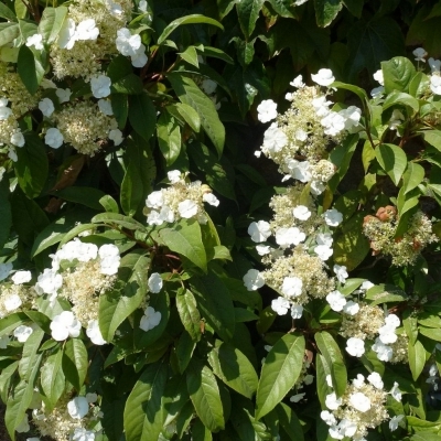 Hortensia grimpant serratifolia