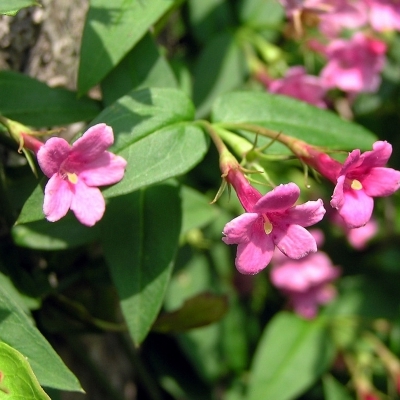 JASMINUM / Jasmin