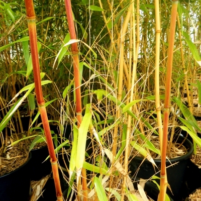 Phyllostachys aureosulcata