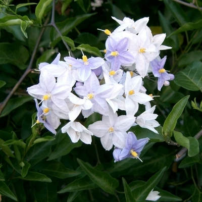 SOLANUM 