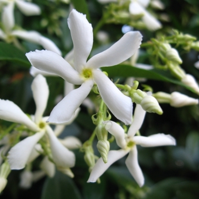 TRACHELOSPERMUM / Jasmin étoilé