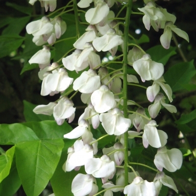 Glycine du Japon blanche