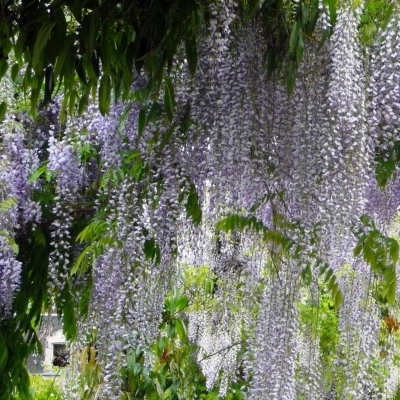 Glycine du Japon Macrobotrys