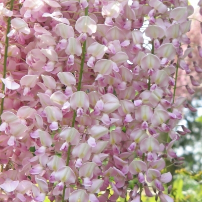 Glycine du japon Rosea