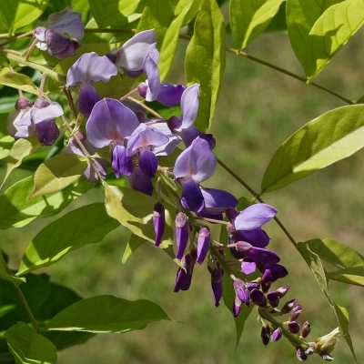 Glycine de Chine