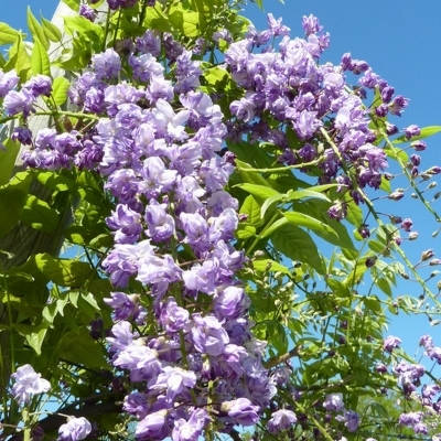 Glycine de Chine Flore Pleno