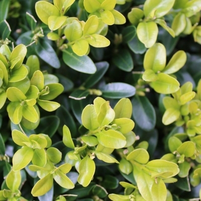 BUXUS / Buis