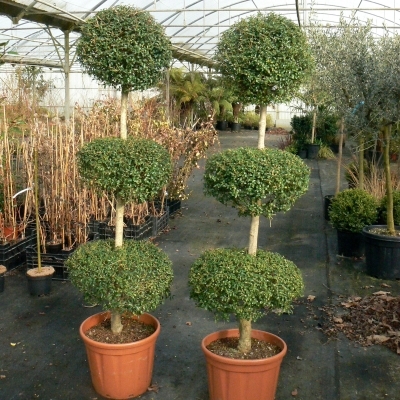 LIGUSTRUM