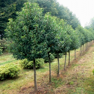 Laurier du Portugal Myrtifolia sur 1/2 tige