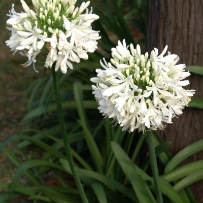 Agapanthe d'Afrique Blanche