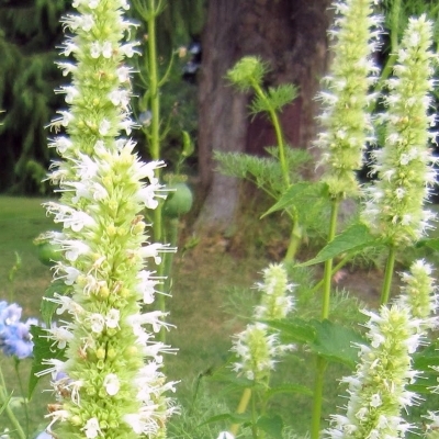 Agastache à odeur d'anis Blanche