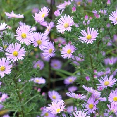 Aster d'automne Pink Cloud