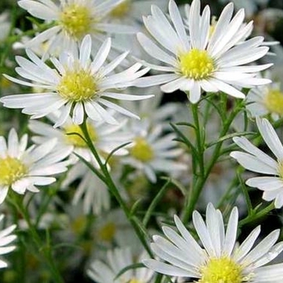 Aster Monte Cassino