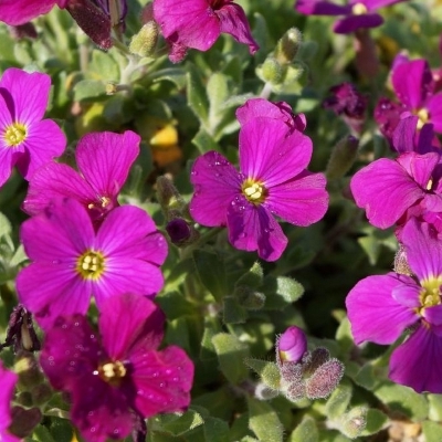 Aubriete Royal Rouge