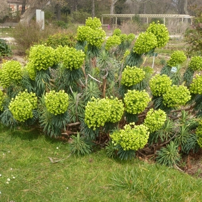 Euphorbe des garrigues Wulfenii