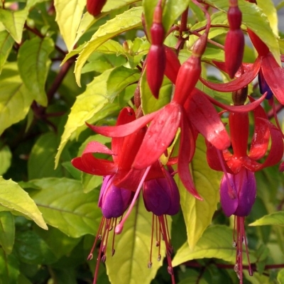 FUCHSIA 