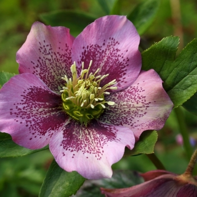 Rose de Noël orientale, Hellebore orientale