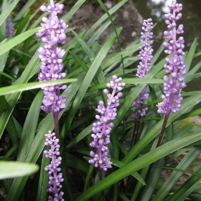 Liriope muscari