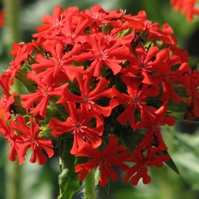 LYCHNIS