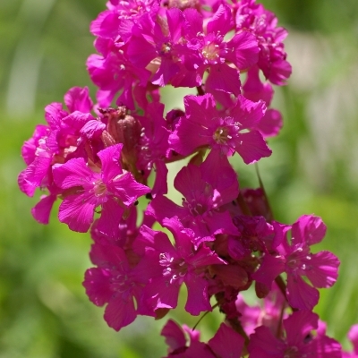 Lychnis viscaria Plena