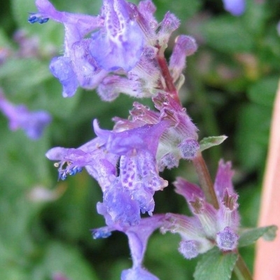 NEPETA