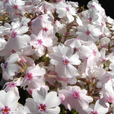 PHLOX