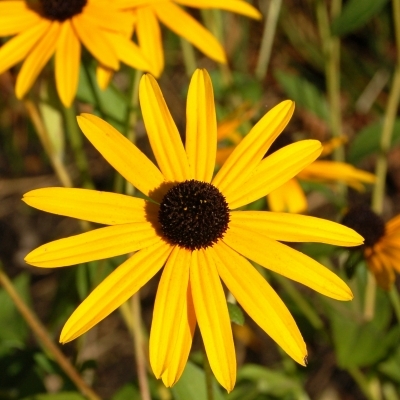 RUDBECKIA