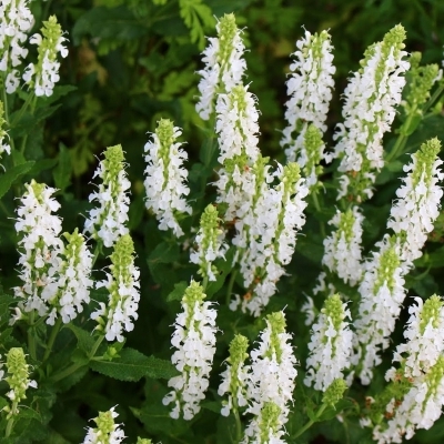 Sauge des bois Schneehügel