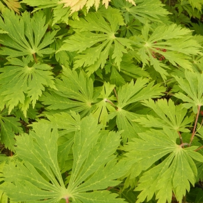 ACER japonicum