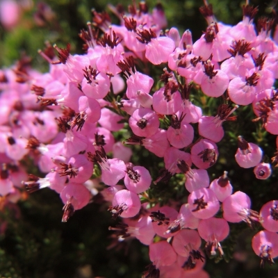 ERICA umbellata