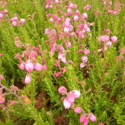 Bruyère d'Irlande Rosea