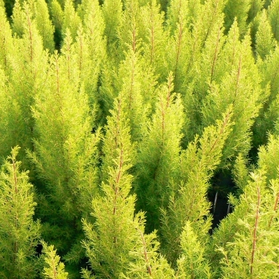 Bruyère arborescente Estrella Gold