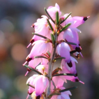 Bruyère alpine Gracilis