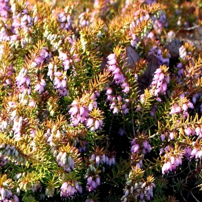 Bruyère alpine Moonlight