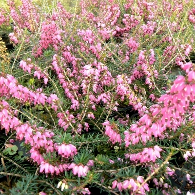 Bruyère alpine Myretoun Ruby