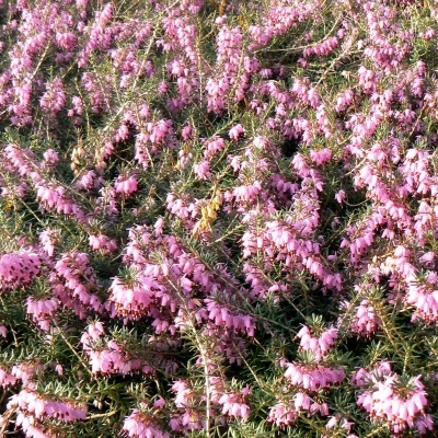 Bruyère alpine Rubinteppich