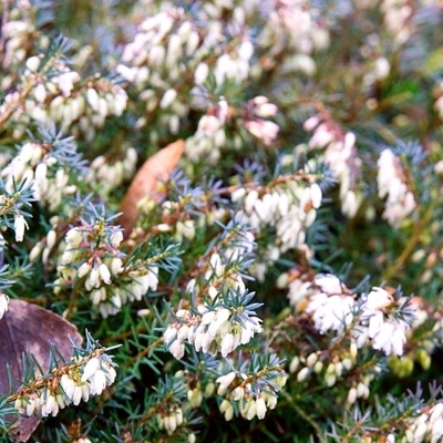 Bruyère alpine Smart's Heath