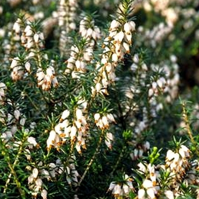 Bruyère alpine Snow Queen