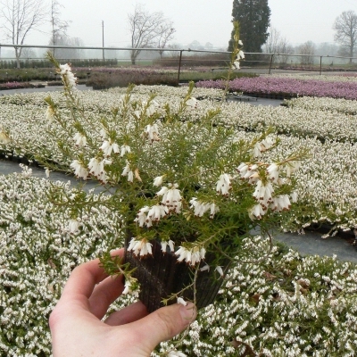 Bruyère alpine Springwood White