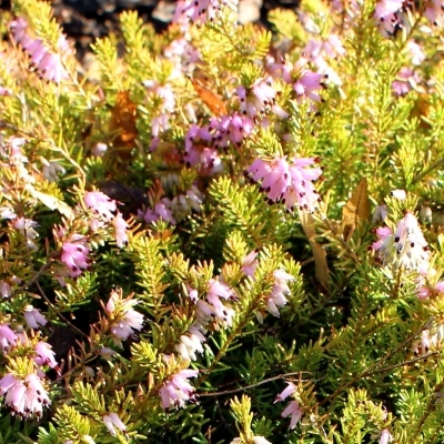 Bruyère alpine Sunshine Rambler