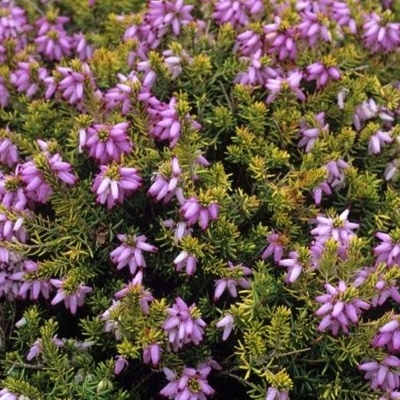 Bruyère alpine Winter Gold